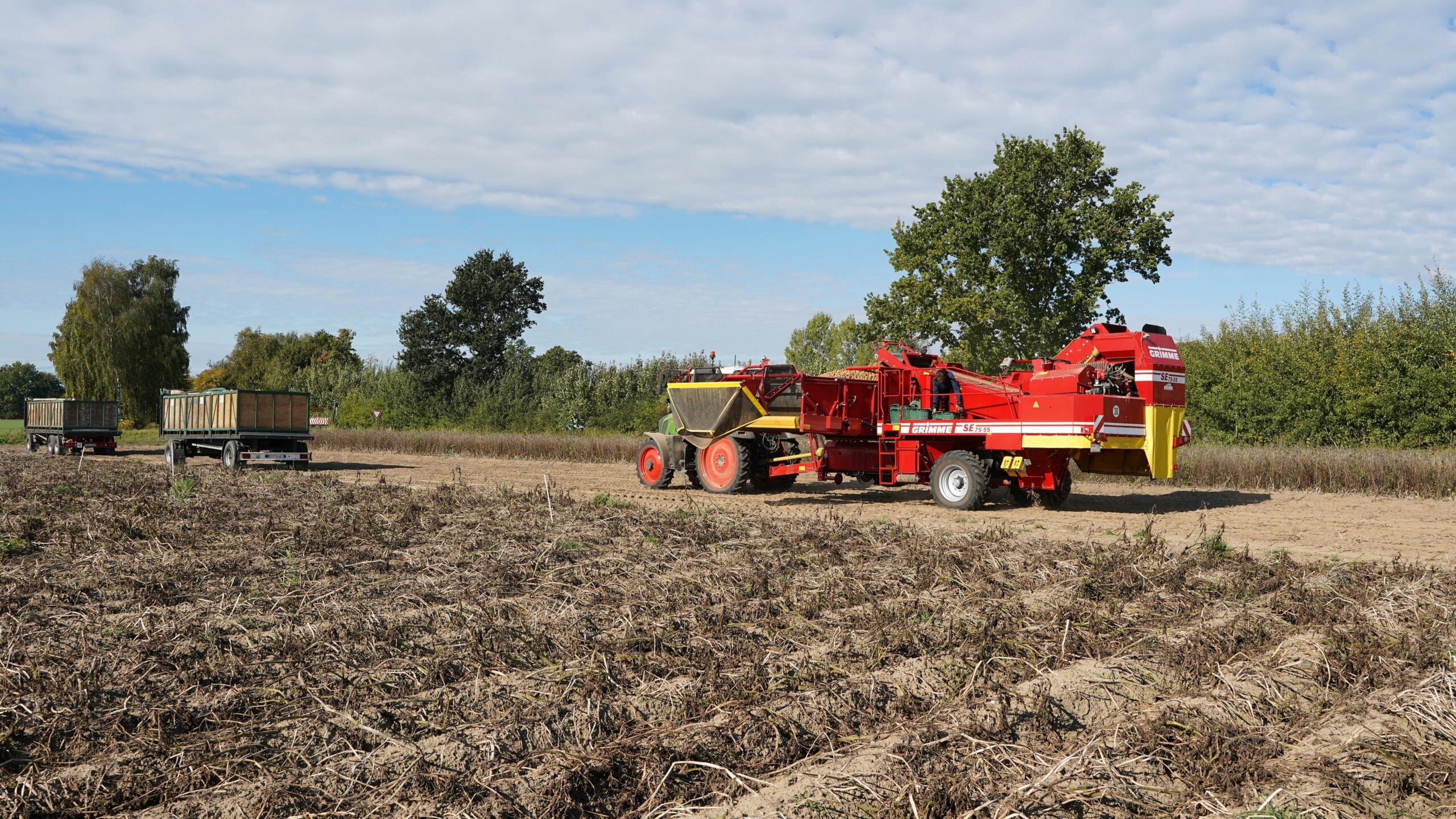 Jakie szkodniki zagrażają uprawie ziemniaka?